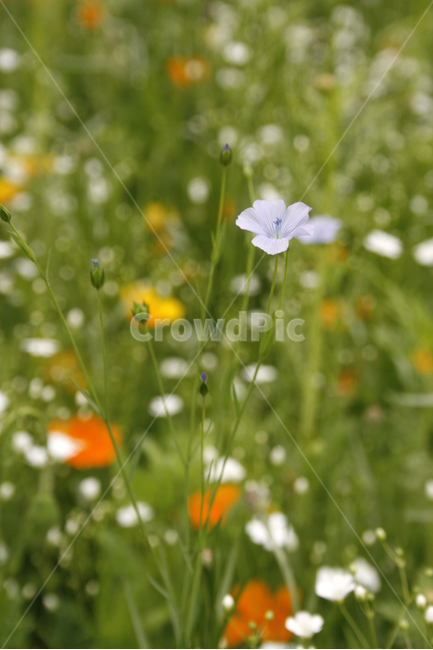 안개꽃,개양귀비,식물,flower,plants,nature,꽃,꽃봉오리,꽃밭,식물,자연,plants,nature,꽃,flower