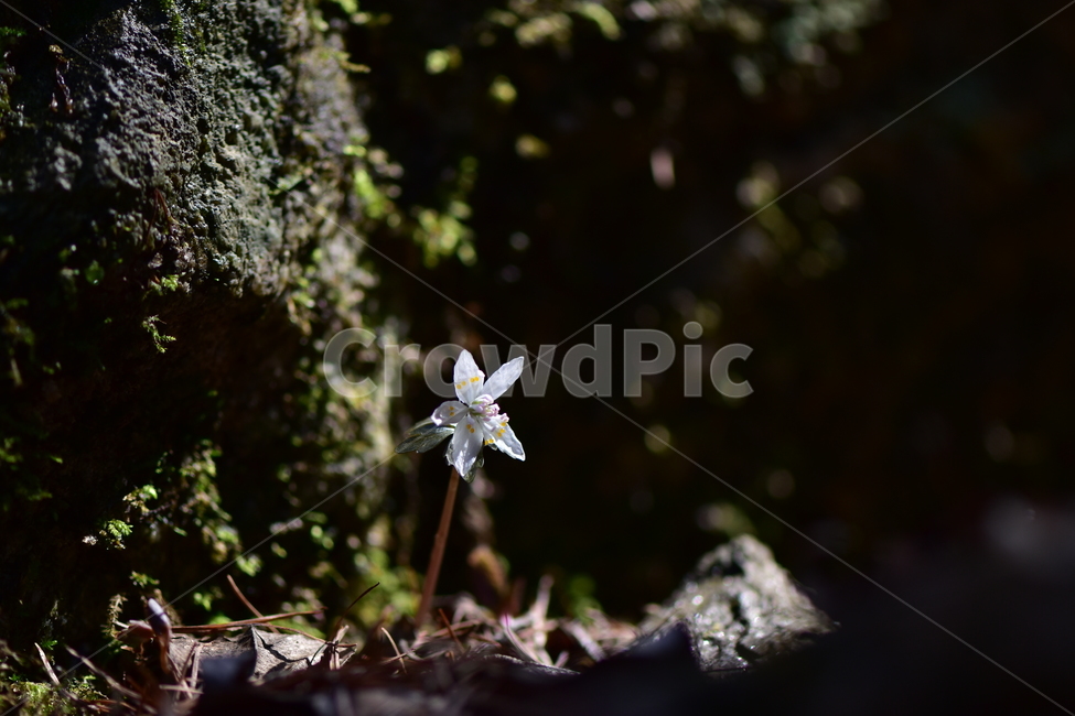 너도바람꽃,야생화,봄,꽃,풀꽃,자연,식물,식생,감성,힐링,plants,nature,spring,season,flower,emotion,feeling,흰색,초본,너도바람꽃속