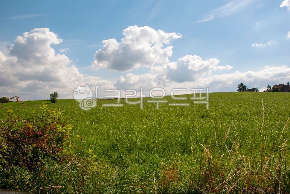 파란색,하늘,하얀색,구름,하얀구름,나무,초록색,푸른들판,맑음,날씨,맑은날씨,목초지,들,자연,blue,sky,white,cloud,whitecloud,tree,green,greenfield,sunny,weather,sunnyweather,grassland,field,outdoors,nature