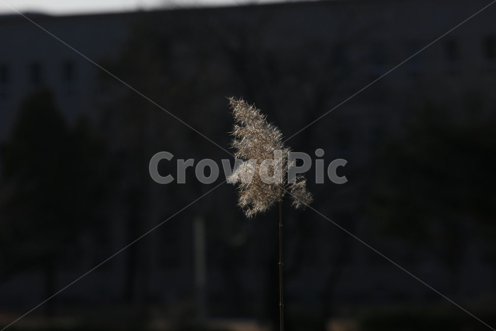갈대,빛,식물,겨울갈대,어둠,겨울,계절,winter,season,식물,자연,plants,nature