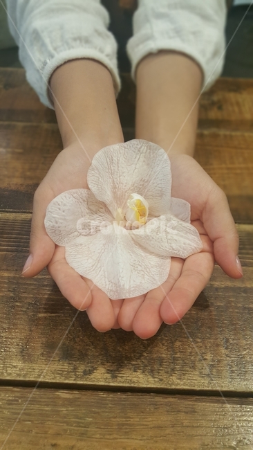봄,꽃,풍경,자연,기다림,꽃,flower