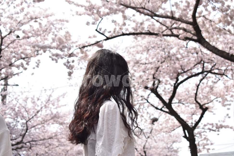 제주,전농로,벚꽃,인물,뒷모습,긴머리,벚꽃축제,cherryblossoms,jeju,봄,계절,spring,season,사람,인물,인간,human,person,여성,여자,woman,female,lady,flower,꽃,cherry blossom,blossom,plant,식물