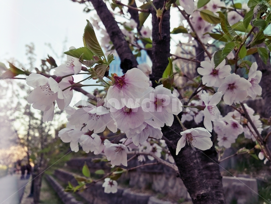 봄,벚꽃,꽃,사쿠라,spring,flower,season,cherry,pink,blossom,nature,blooming,branch,beautiful,sky,sakura,garden,tree,blue,하늘,자연,봄꽃,파랑,파란하늘,분홍