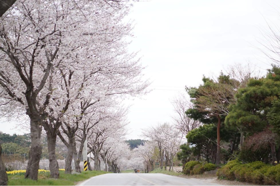 수선화,벚꽃,노랑,봄,초록,흐림,풍경,봄,계절,spring,season,자연,풍경,nature,landscape,한국자연풍경,한국자연경관,korea nature landscape,plant,식물