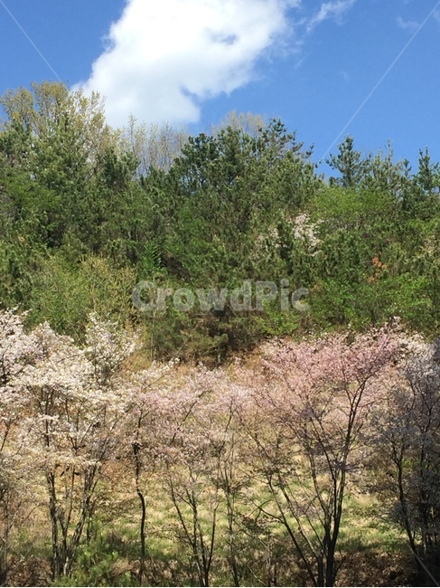 산,벚꽃,하늘,뒷산,초록초록