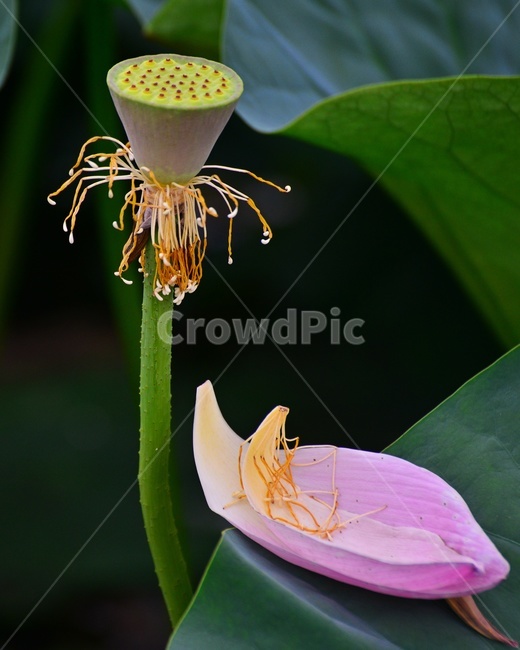 plant,식물,blossom,flower,꽃,petal,꽃잎,수련,홍연,불교,연꽃,연잎,연꽃잎