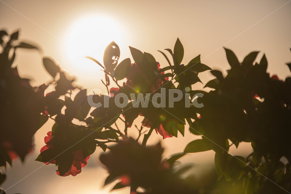 동백,꽃,잎,식물,일몰,동백꽃,햇빛,sunlight,sunset,sun,leaf,flower,plant,식물,자연,plants,nature,꽃,flower
