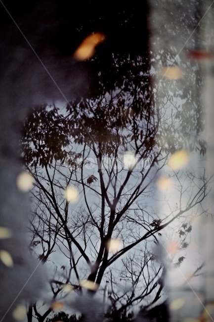 반영,나무,그림자,실루엣,tree,silhouette,reflection,자연,풍경,nature,landscape,light,빛,flare,플레어