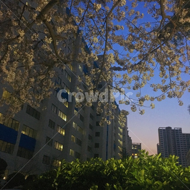 봄,벚꽃,꽃,노을,저녁