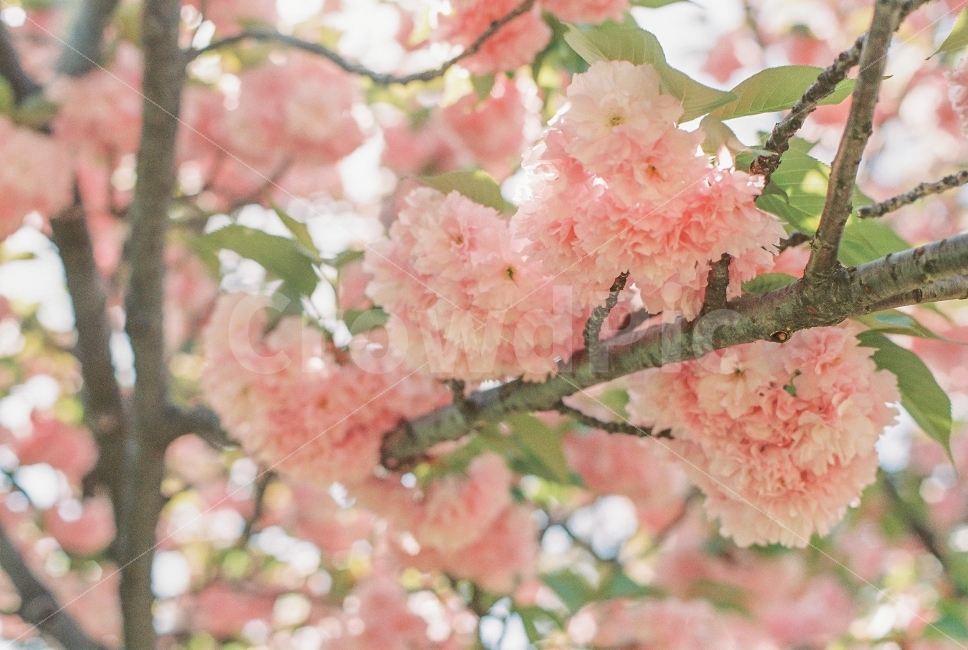 spring,film photography,Double cherry blossoms,pretty photo,Emotional photo,flower