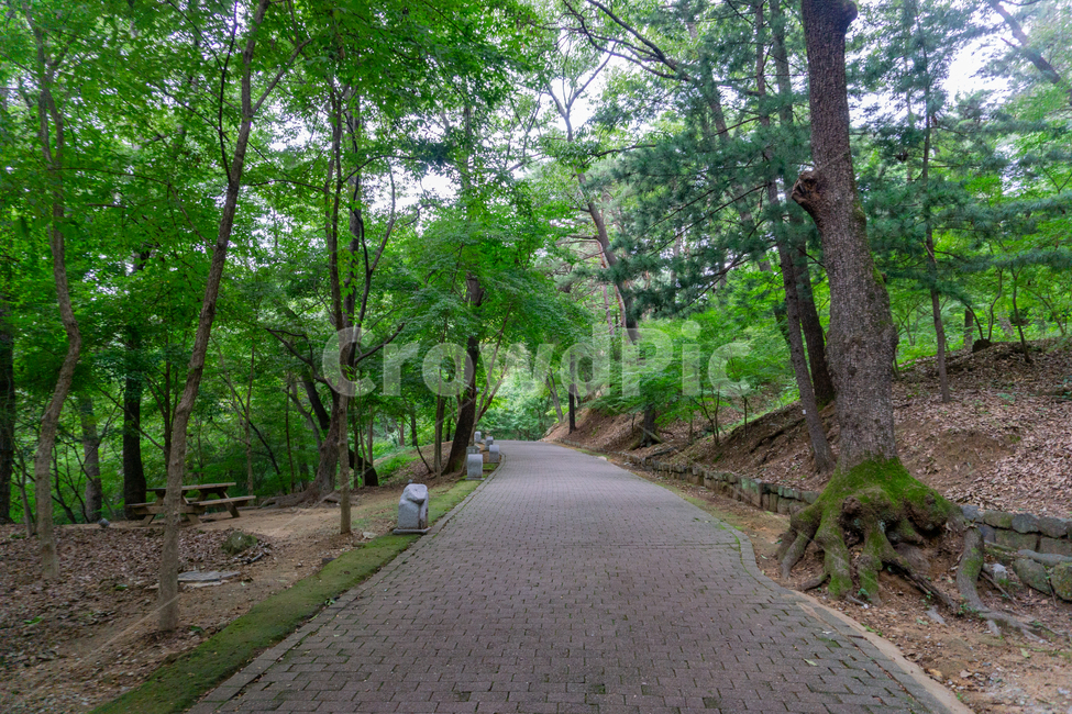 부소산,부소산성,부여,산길,백제,유적지,흐린날씨,여름,숲,산,path,pathway,lane,trail,오솔길,등산로,나무,초록,숲길,자연,풍경,nature,landscape,통로