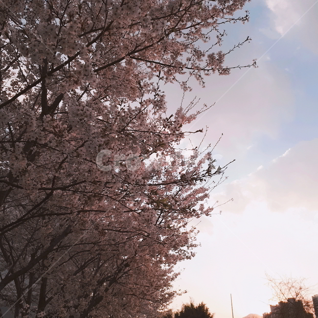 벚꽃,봄,해질녘,spring,벚꽃나무,봄,계절,spring,season,자연,풍경,nature,landscape,plant,식물