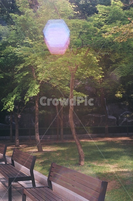 공원,벤치,나무,산책,필름사진,빛
