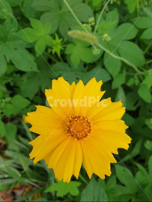 자연,꽃,들,가을,식물,flower,식물,자연,plants,nature,꽃,flower