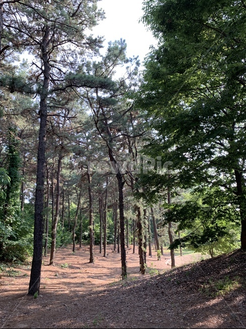 숲,나무,forest,휴식,피톤치드,season