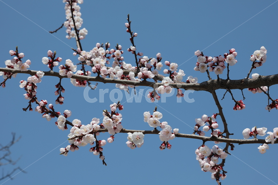 봄,꽃,벚꽃,풍경,하늘,자연,계절,spring,flower,tree,sky,꽃나무,나무,cherryblossom,봄,계절,spring,season,식물,자연,plants,nature,꽃,flower,plant,blossom