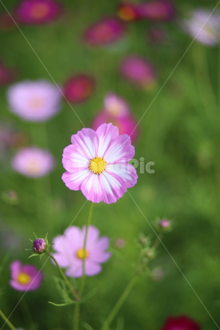 코스모스,꽃,식물,자연,comos,flower,plants,nature