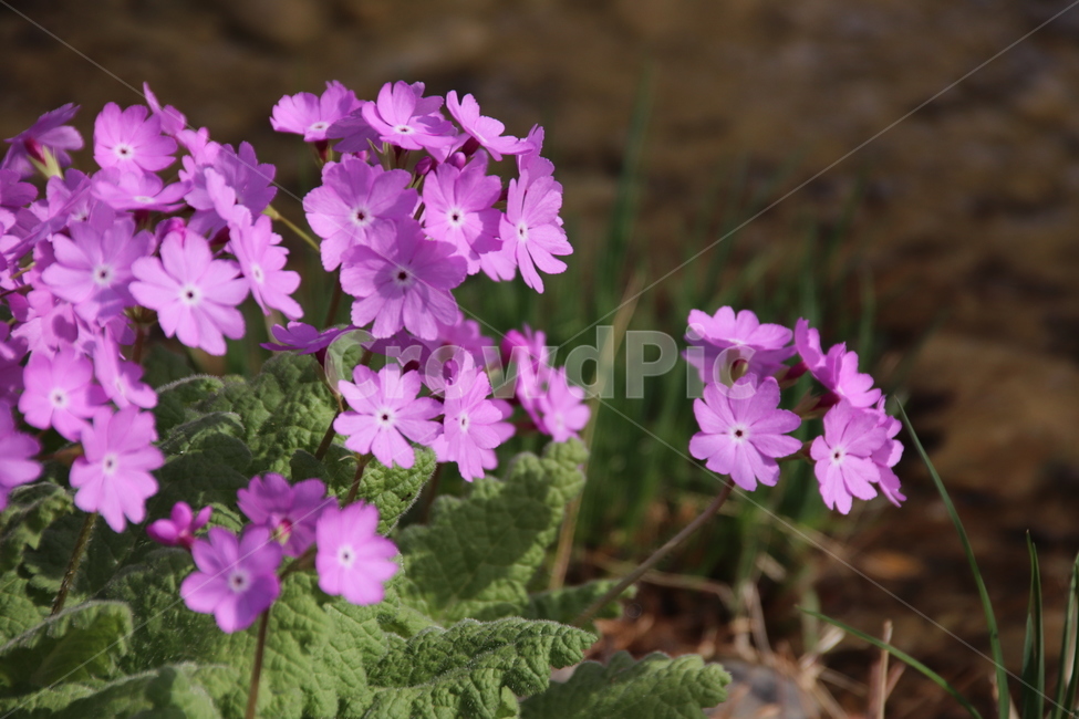 꽃,자연,봄,수목원,풍경,봄,계절,spring,season,식물,자연,plants,nature,꽃,flower,geranium,제라늄,plant,blossom