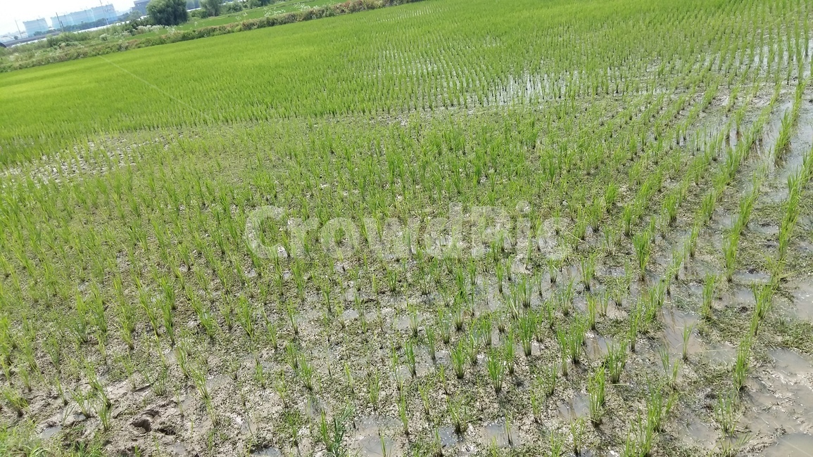논풍경,농수로,벼,들판,논,산업,industry,industrial,농업,농사,agriculture,farming,farming industry
