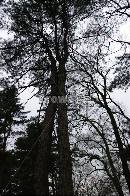 겨울나무,나무,겨울,식물,연리목,식물,자연,plants,nature,나무,trees,wood
