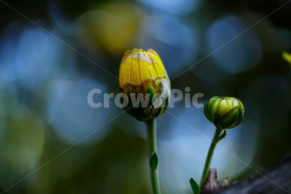 국화,소국,꽃,플라워,빛망울,접사,클로즈업,closeup,flower,자연,nature,식물,plants,가을,10월,october,fall,autumn,꽃봉오리,macro,가을꽃,식물,자연,plants,nature,꽃,flower