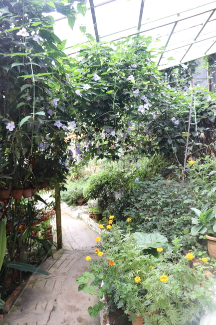outdoors,garden,정원,옥외,arbour,정자,식물,자연,plants,nature