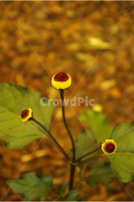 까꿍,식물,flower,plants,꽃,꽃봉오리,color,축제,festival,식물,자연,plants,nature,꽃,flower