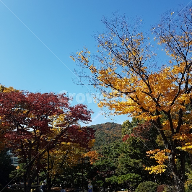 단풍,가을하늘,은행나무,단풍나무,가을풍경,가을,계절,fall,autumn,season,자연,풍경,nature,landscape,tree,나무,plant,식물,leaf,잎,maple