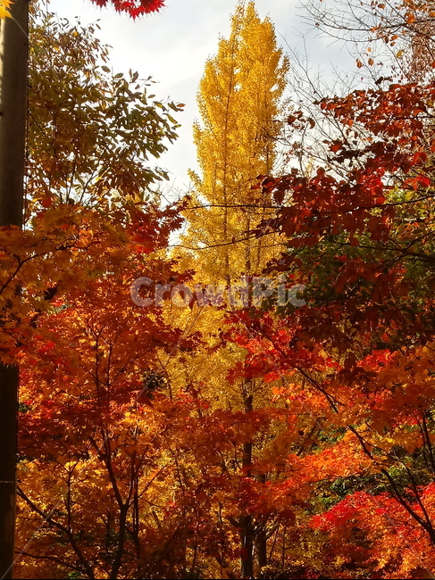 낙엽,단풍,落葉,leaves,나뭇잎,단풍나무,식물,maple,낙엽활엽관목,잎,계절,가을,자연,풍경,outdoors,옥외,fallautumnseason,naturelandscape,풍경사진,가을,계절,fall,autumn,season,leaf,plant,tree,나무