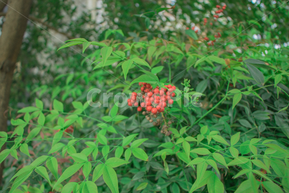 꽃,열매,길거리,빨강,식물,식물,자연,plants,nature,꽃,flower