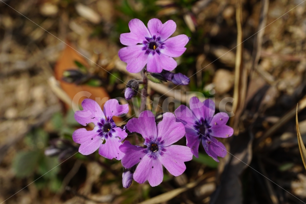 봄,꽃,플라워,지면패랭이,식물,자연,꽃봉오리,spring,nature,flower,bud,풍경,landscape,경치,plants,season,계절,접사,마크로,macro,클로즈업,closeup,식물,자연,plants,nature,꽃,flower