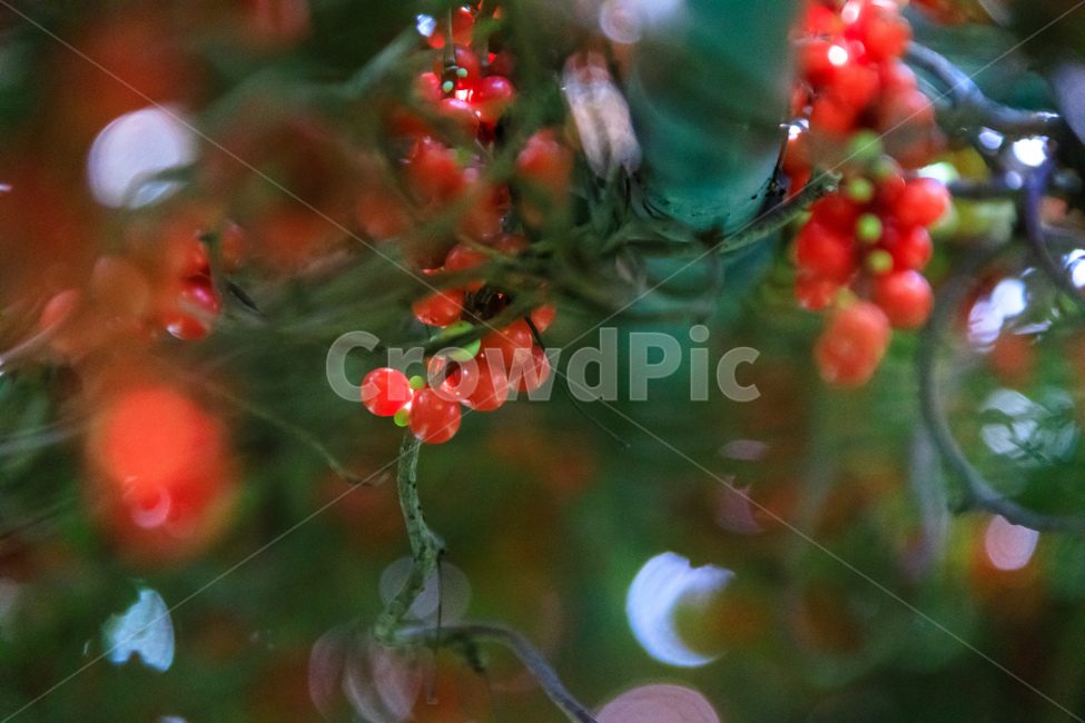 오미자,과일,열매,수확,농업,제철,식물,자연,plants,nature,과일,열매,fruit