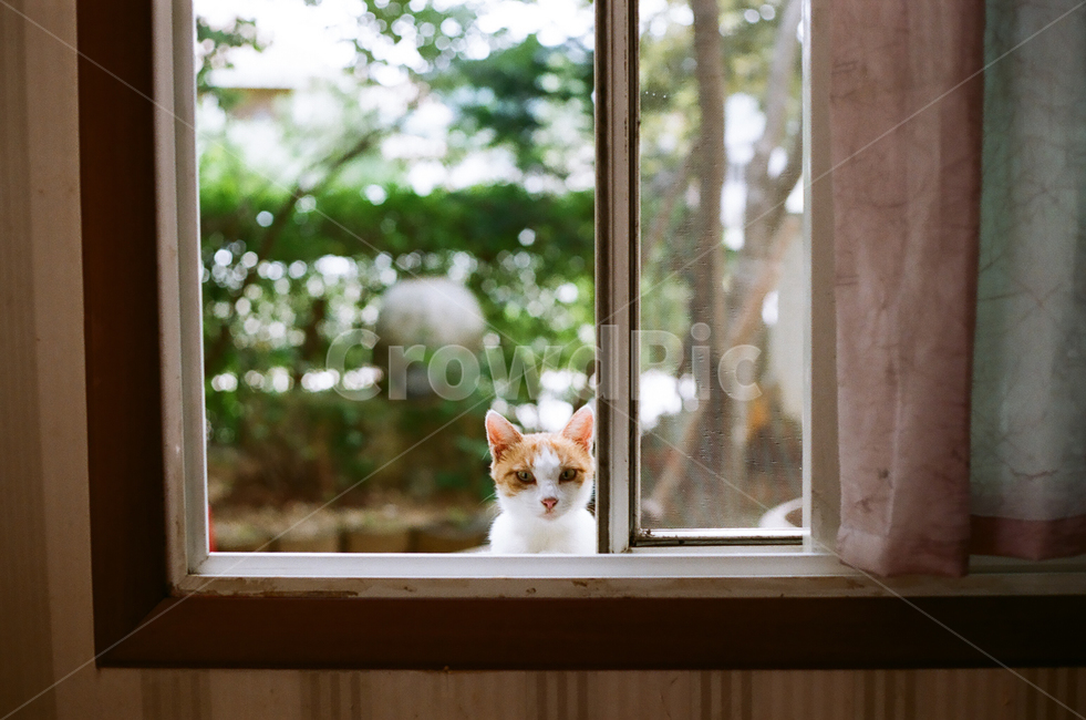 고양이,길냥이,창가,필름사진,귀여움