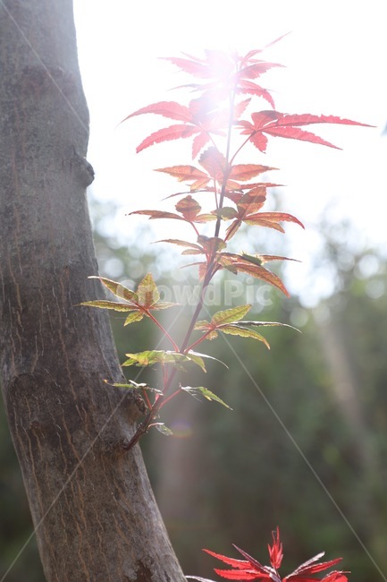 leaf,잎,plant,식물,tree,나무,식물,자연,plants,nature,나무,trees,wood