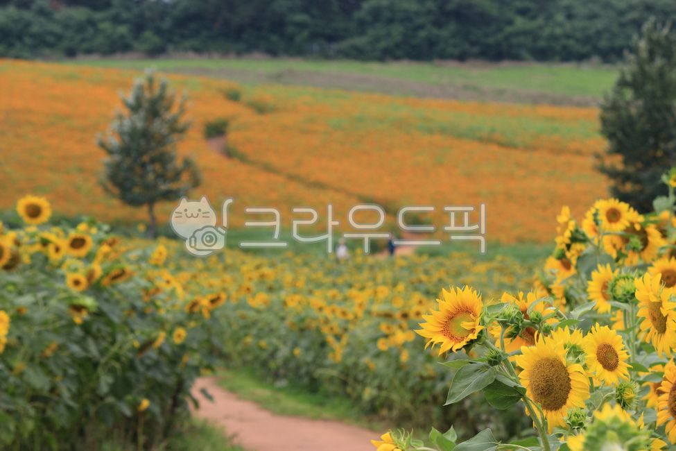안성팜랜드,팜랜드,안성,풍경,야외,자연,해바라기,plant,식물,꽃