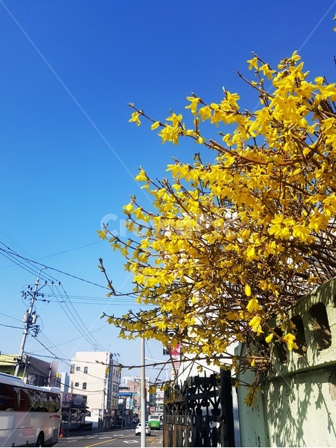 봄,여름,개나리,꽃,풍경,하늘,청량