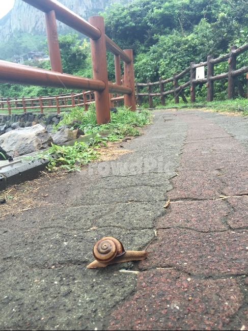 제주도,달팽이,자연,동물,snail