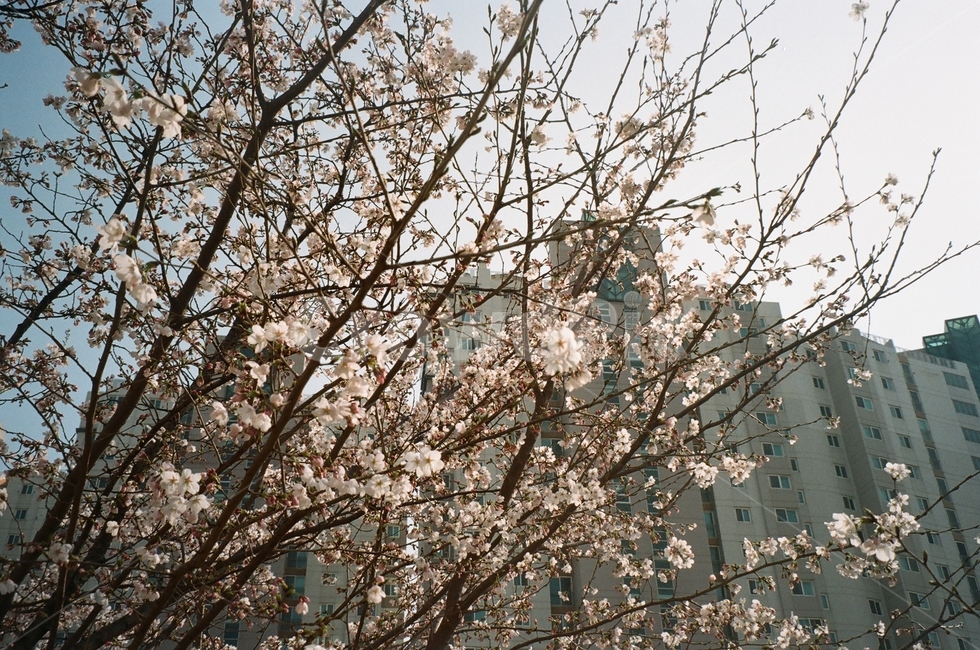 벚꽃,아파트,벚나무,꽃,봄,필름