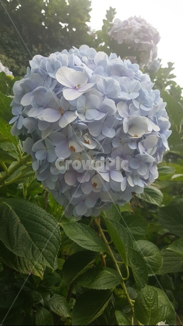 꽃,파란,flower,blue,happy