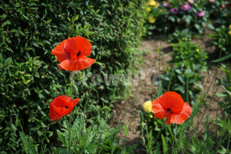 양귀비꽃,양귀비,꽃,빨강,레드,여름,poppy,자연,red,bloom,nature,flower,summer,초록,green