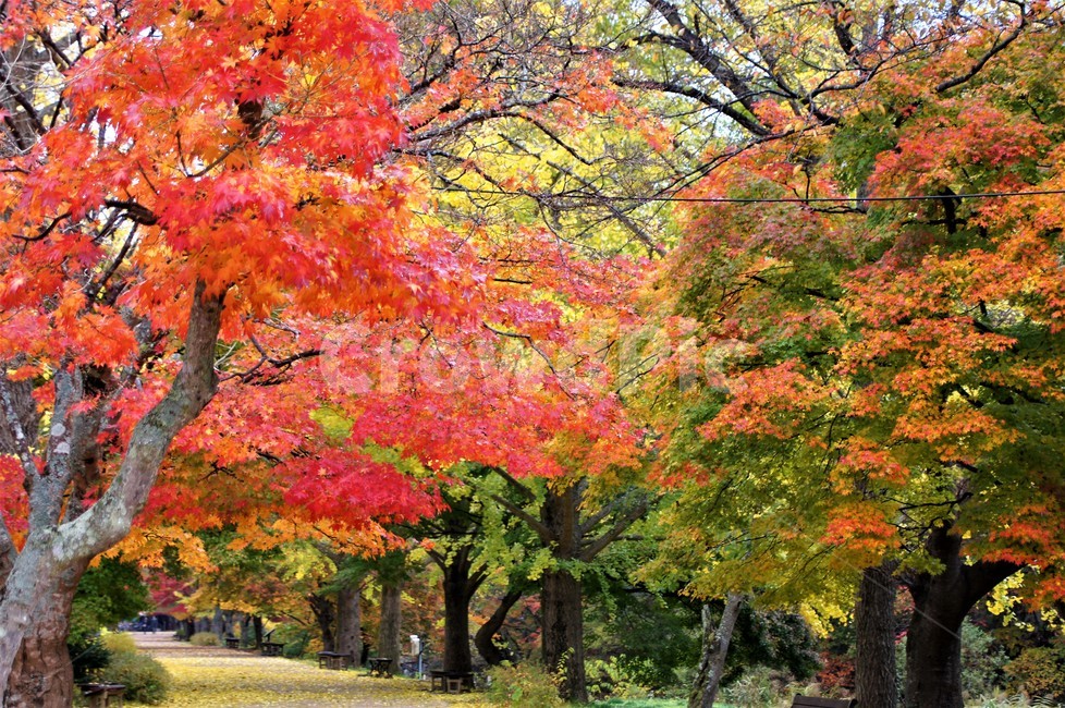 가을,단풍,낙엽,자연,나무,풍경,울긋불긋,계절,아름다움,식물,숲속,fall,trees,nature,autumn,season,단풍잎,단풍나무,자연풍경,감성,가을,계절,fall,autumn,season,자연,풍경,nature,landscape,tree,plant,maple