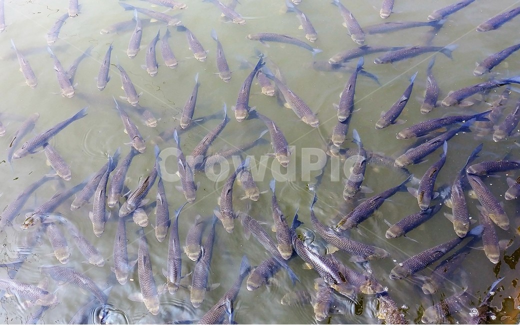 눈불개,잉엇과,민물고기,한강,금강,구드레나루,동물,animal,어류,물고기,fish