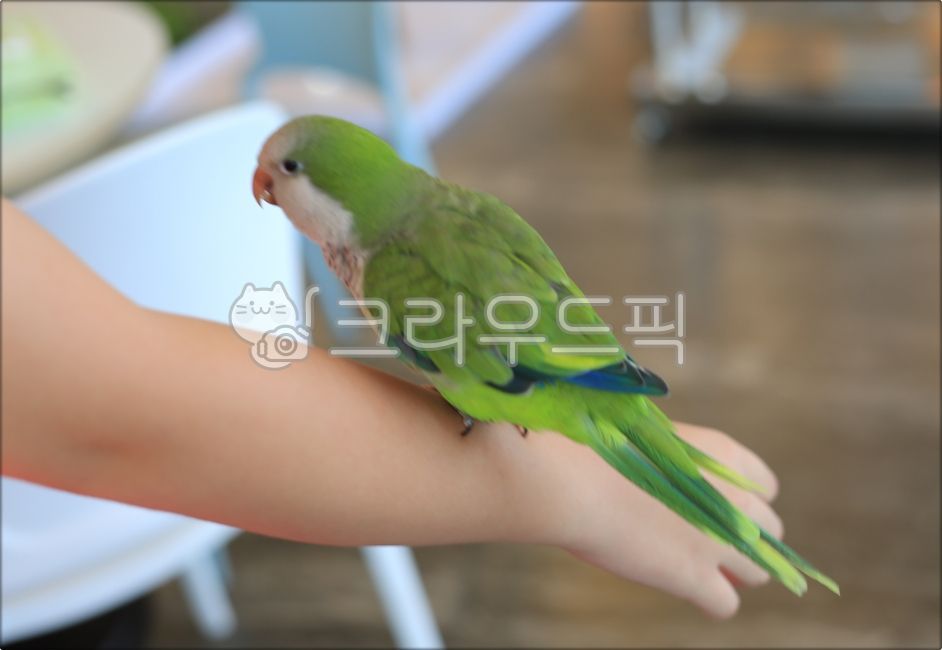 새, 앵무새, 동물, bird, animal, 사진,이미지,일러스트,캘리그라피 - 미리내작가