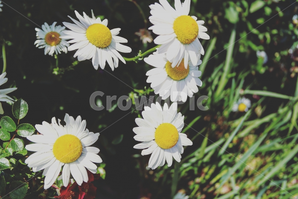 꽃,봄,여행,일상,풍경,따스함,초록,봄,계절,spring,season,식물,자연,plants,nature,꽃,flower,plant,daisy,데이지,daisies,blossom