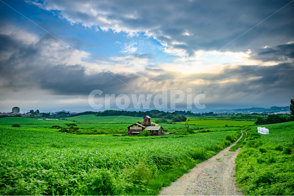 안성,목장,풍경,자연,구름,배경화면,farm,landscape,natural,clode,탁트인,시원함,cool,아침,openness,morning