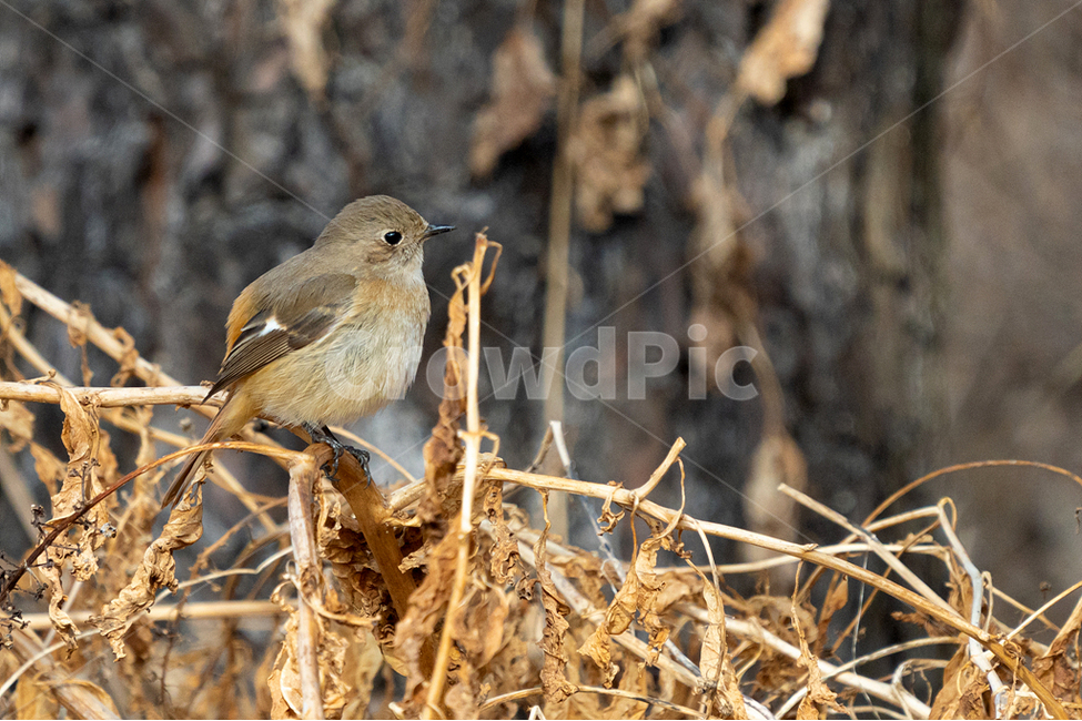조류,새,딱새,자연,참새목,동물,animal,조류,새,birds