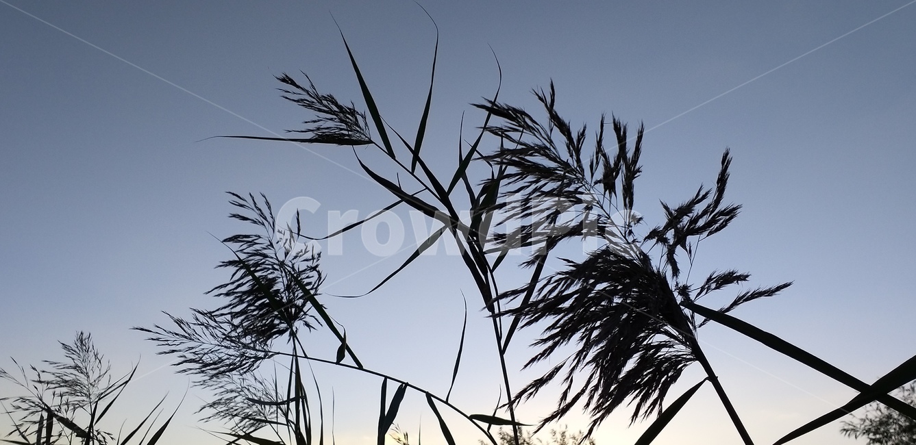 갈대,억새,가을,단풍,lawn,reed,plant,grass,식물,식물,자연,plants,nature