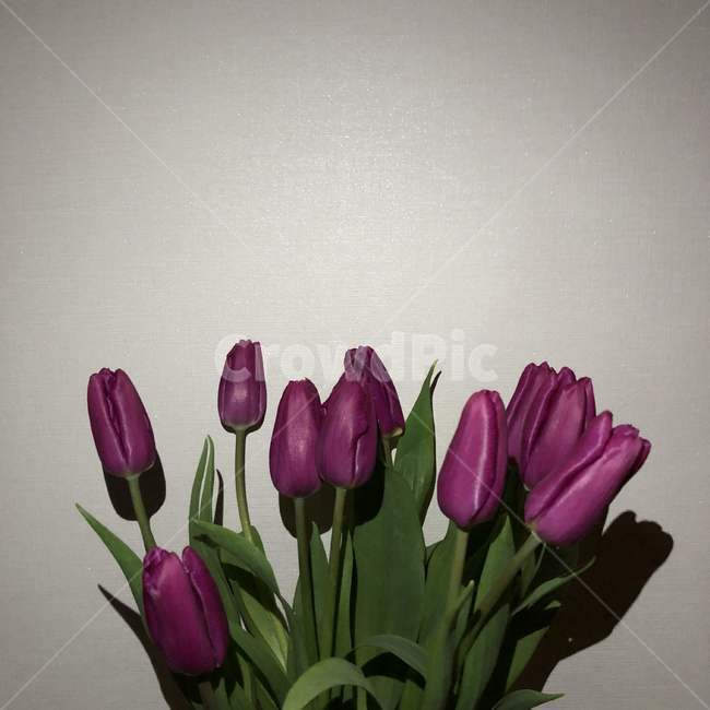 plant,식물,blossom,flower,꽃,식물,자연,plants,nature,꽃,flower