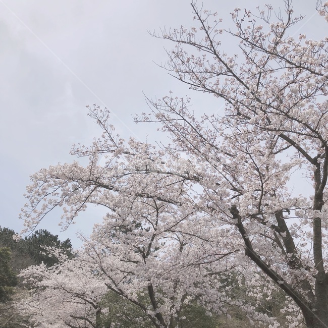 봄,벚꽃,나무,자연,제주도