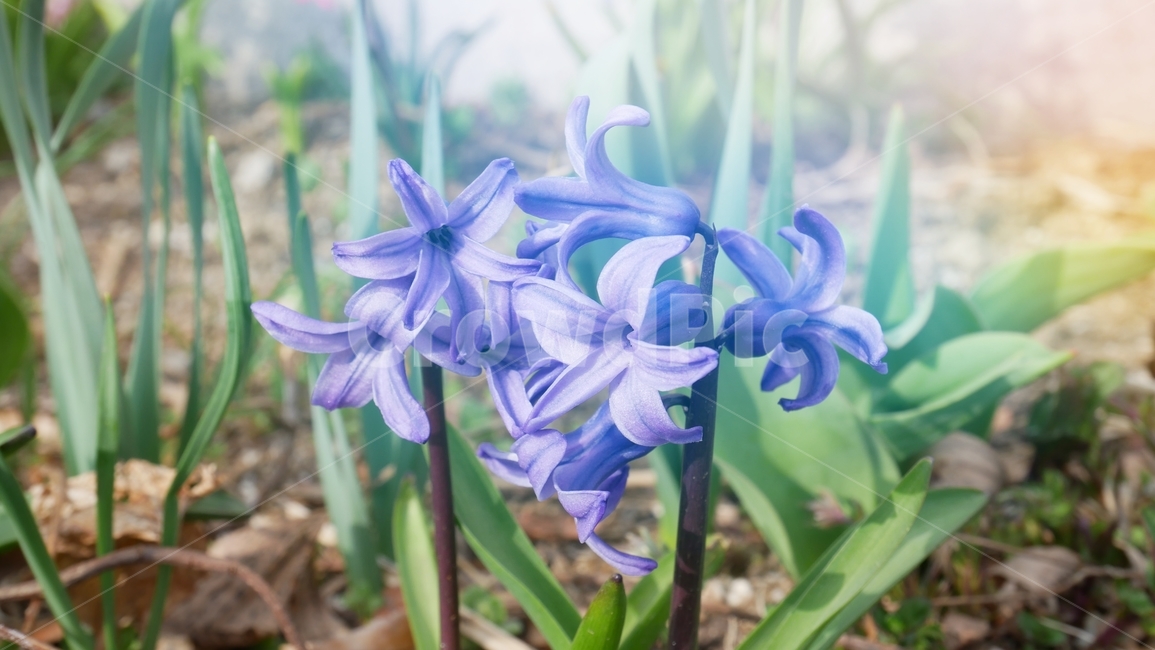 꽃,히아신스,식물,보라색꽃,flower,봄꽃